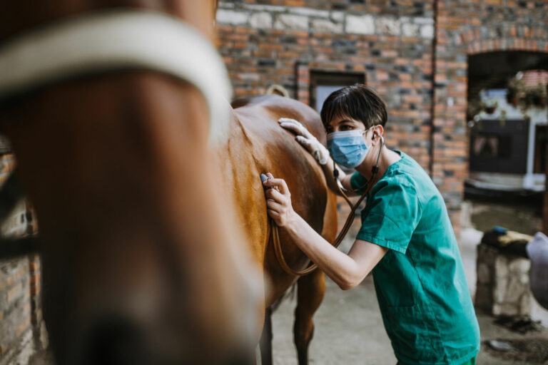 Neues aus der Forschung zum Equinen Gastric Ulcer Syndrome (ESGD und EGGD) beim Pferd