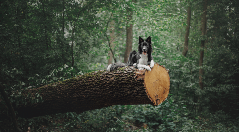 Arthrose bei Hund und Pferd –so helfen Omega-3-Fettsäuren