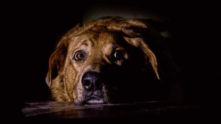 Angst bei Hunden: Erkennen, Verstehen, Behandeln