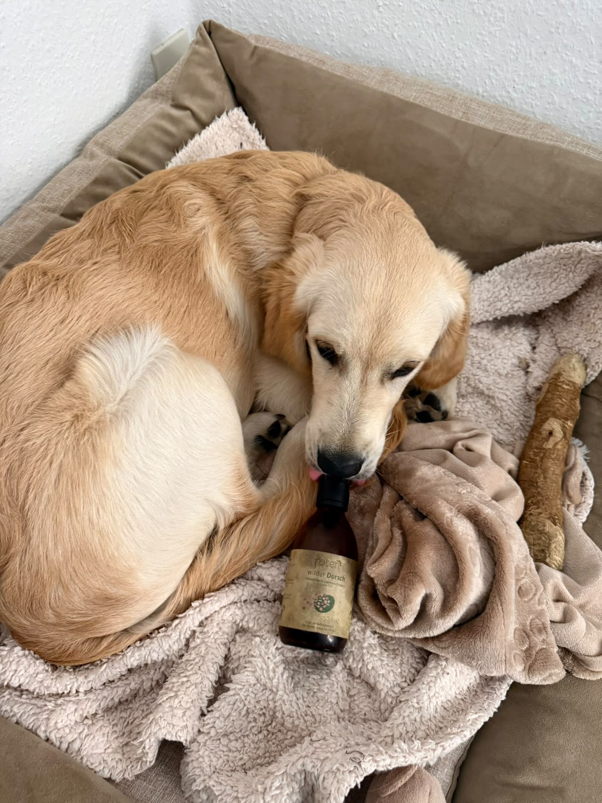 Hund aus der foten-Community