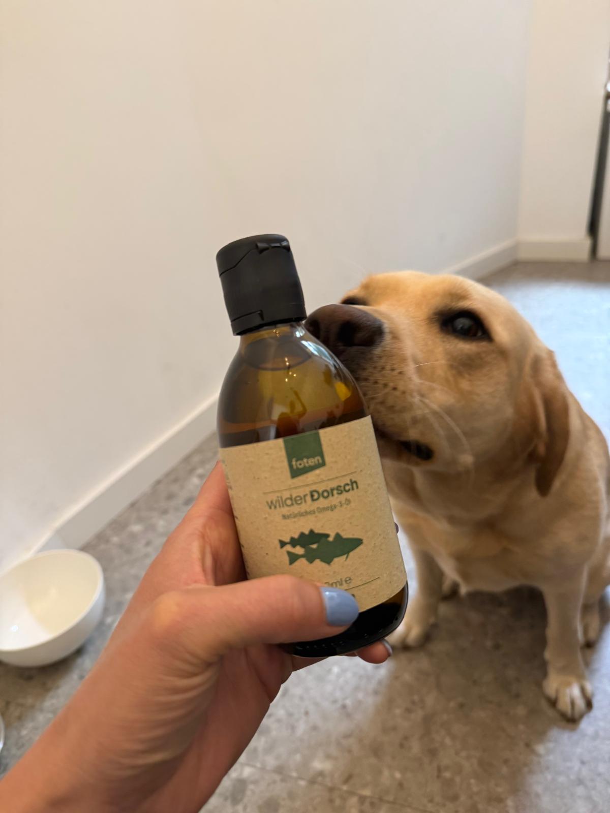 Hund aus der foten-Community