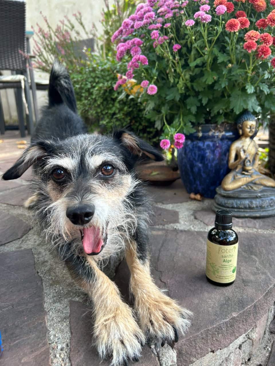 Hund aus der foten-Community
