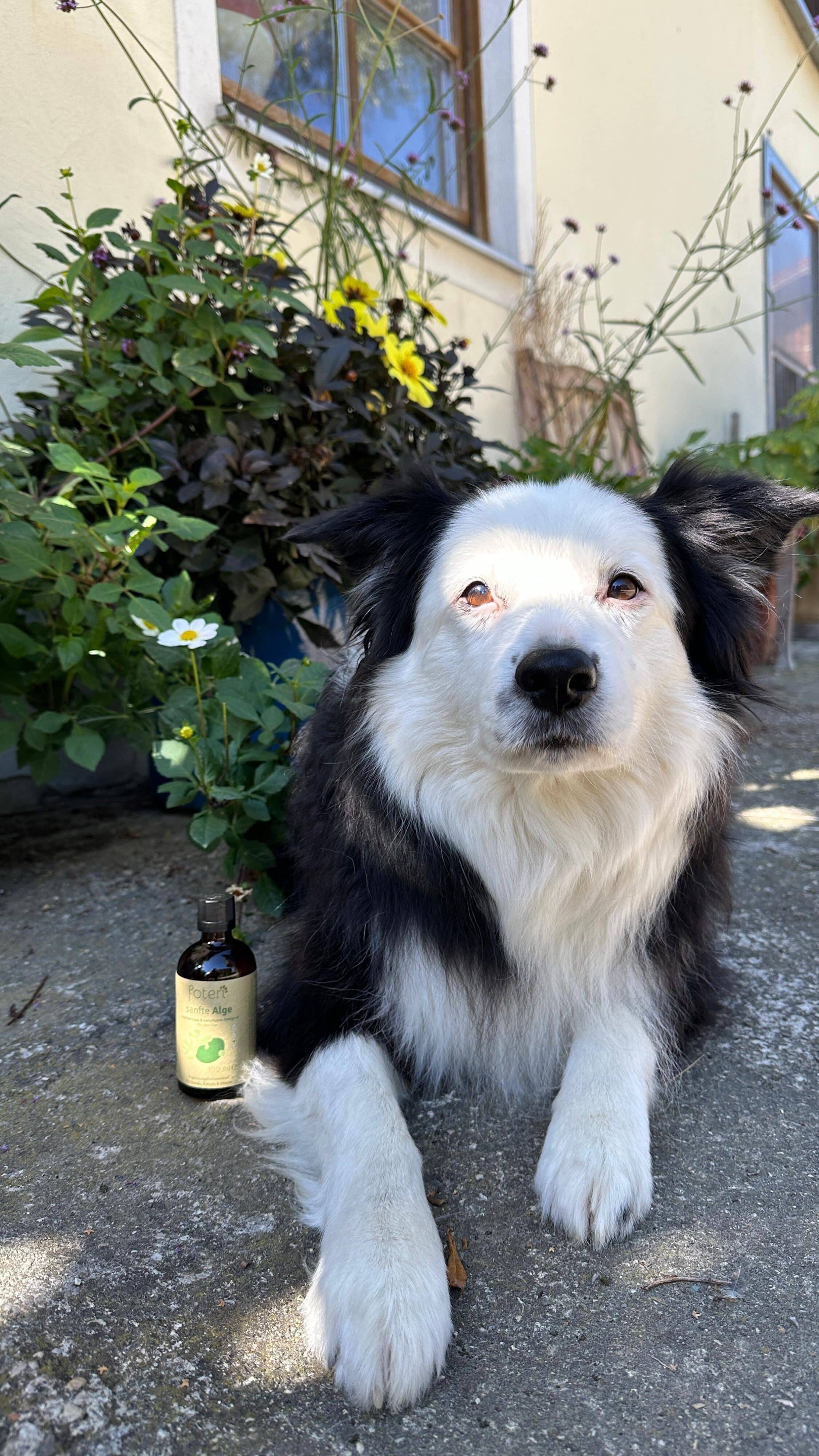 Hund aus der foten-Community
